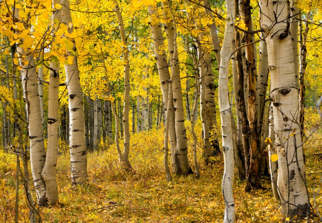 Vibrant autumn scene with golden aspen trees in a forest near Crested Butte, Colorado.